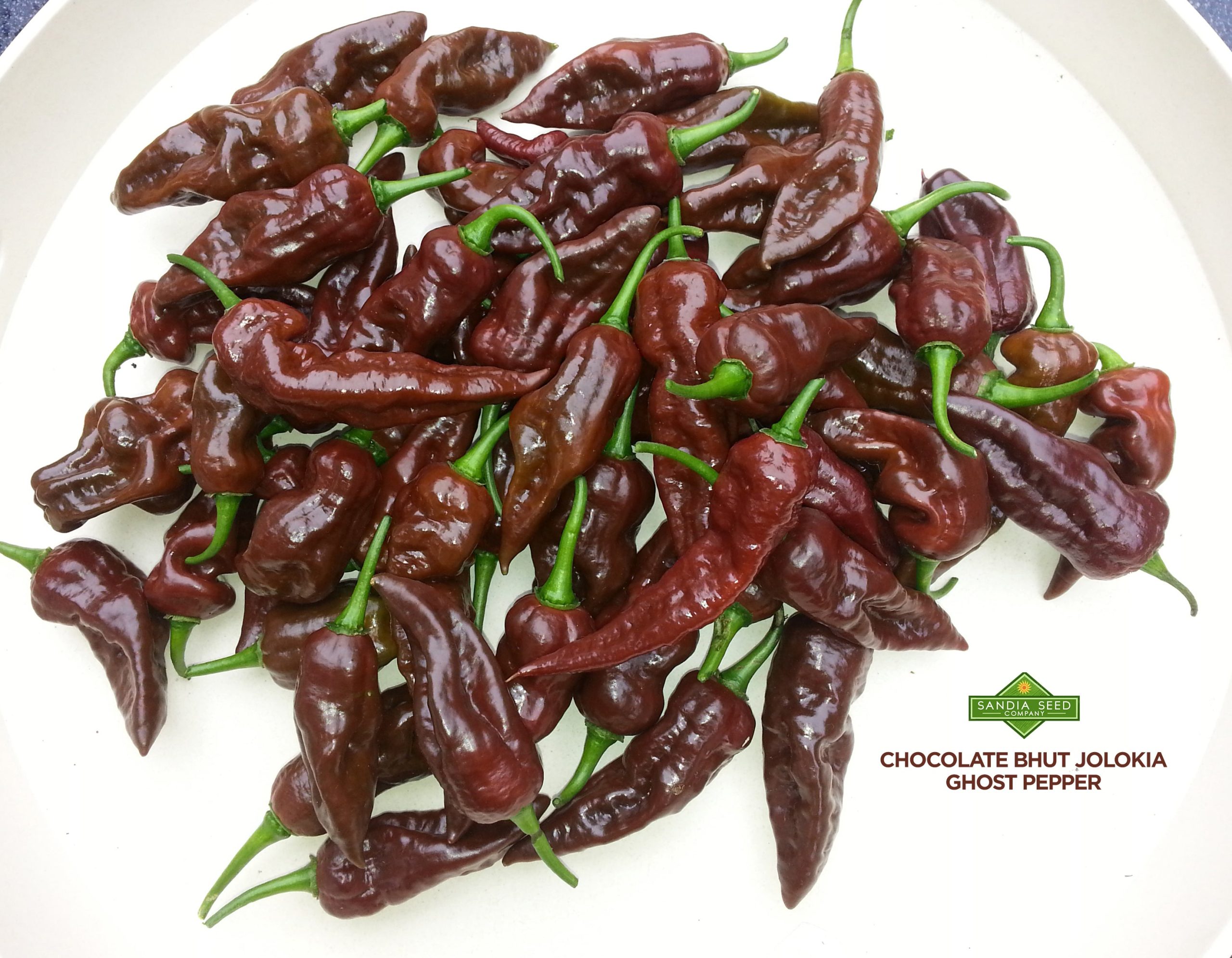 1652944978Chocolate-Ghost-Pepper-Seeds-Bhut-Jolokia.jpg