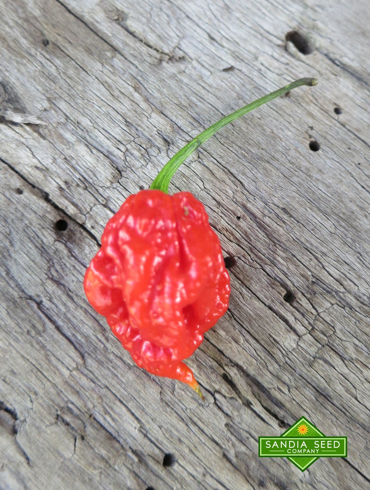 1652971145Carolina-reaper-Seeds_7bd0704e-befa-4e46-8998-f2014d7b35d7.jpg