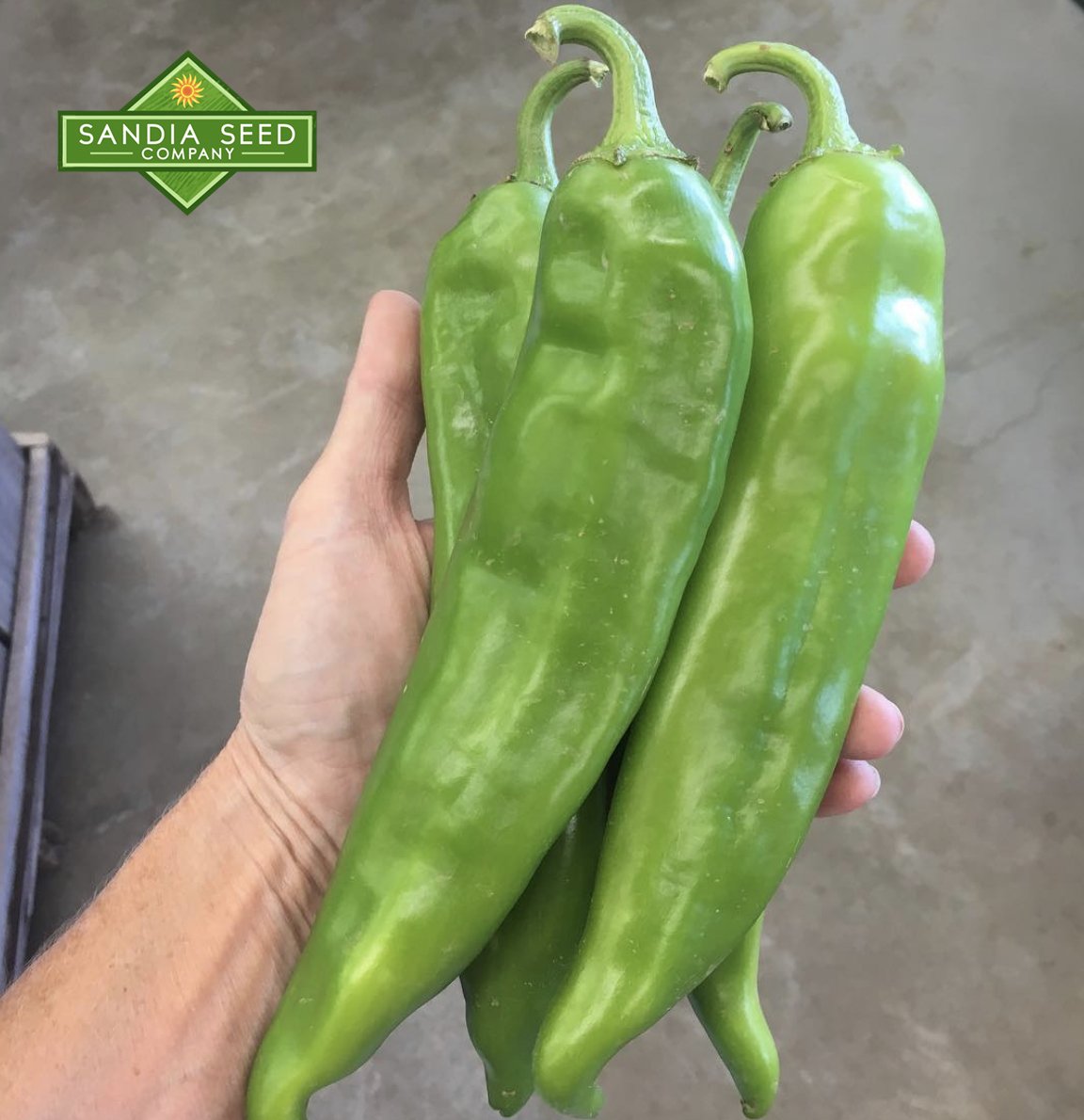 1652972382Hot-Hatch-chile-seeds-double-cross-big-jim.jpg