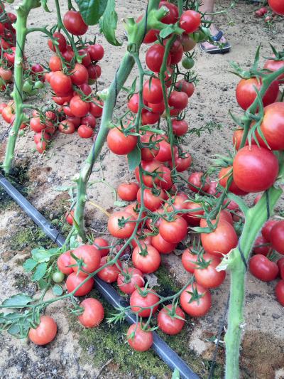 1653123310tomat_cherri_roza_1.jpg