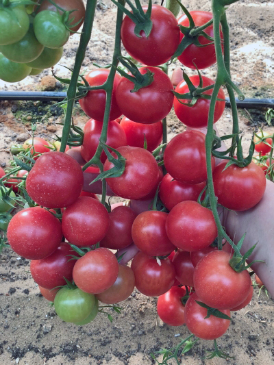1653123310tomat_cherri_roza_2.jpg