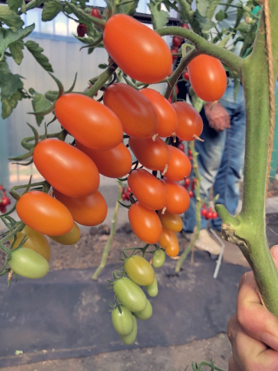 1653128308tomat_cherri_liza_2.jpg