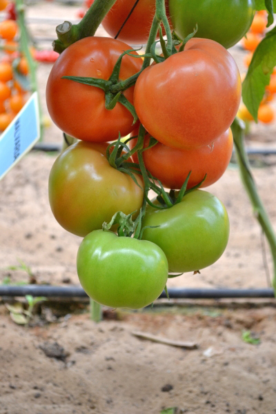 1653229534tomat_malvariya_2.jpg