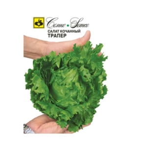 بذور الخس التراب