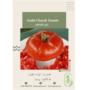 بذور الطماطم Andet Church Tomatoe
