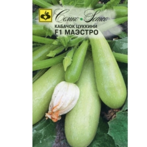 بذور كوسة مايسترو - هجين F1
