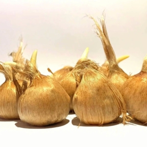 بصيلات الزعفران الإسباني