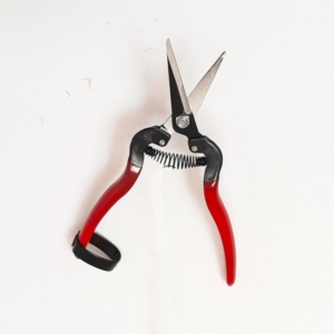 مقص للتقليم والقطف