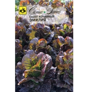 بذور الخس إيميليا