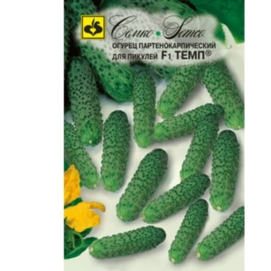 بذور الخيار -Temp- هجين F1
