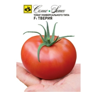 بذور الطماطم - طبرية - هجين F1