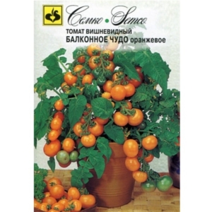 بذور الطماطم القزمي -معجزة الشرفة البرتقالية-