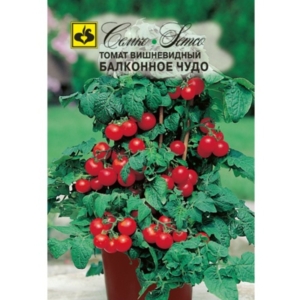 طماطم قزمي احمر -معجزة الشرفة-