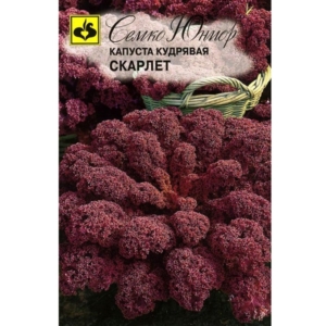 بذور الكيل الروسي الأحمر