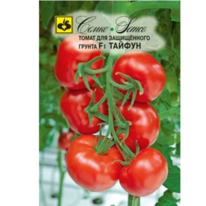 بذور الطماطم - الإعصار - هجين F1