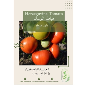 بذور طماطم الهرسك