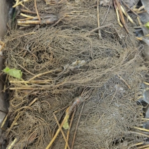 جذور شتلات فراولة - صنف Sweet Ann