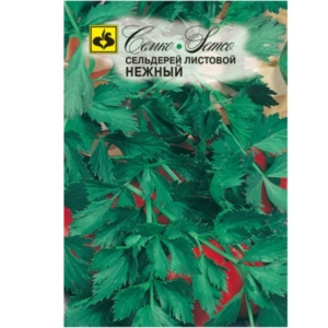 بذور الكرفس -اوراق الكرفس الرقيقة-