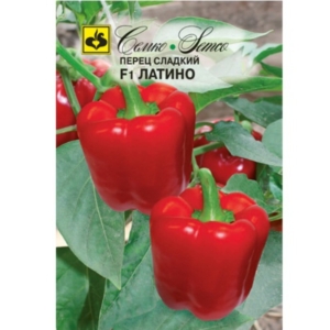 بذور الفلفل الحلو - لاتيني F1