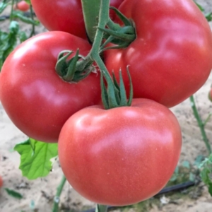 بذور الطماطم Pink Beef F1