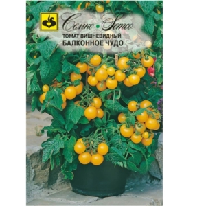 طماطم قزمي أصفر -معجزة الشرفة-