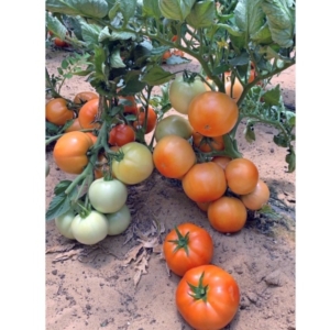 بذور الطماطم: ستان 5000 F1