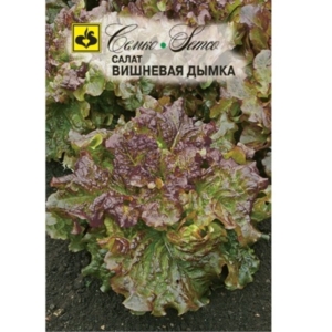 بذور الخس كرز الضباب