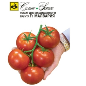 بذور الطماطم مالڤاريا F1