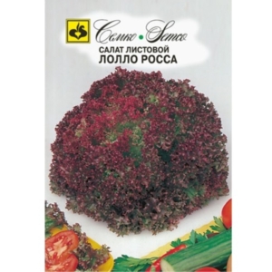 بذور الخس لولو روسيا