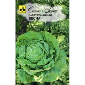 بذور الخس الربيع