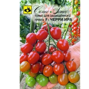 طماطم كرزي -لارا- هجين F1