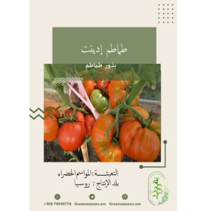 بذور الطماطم ادنيت