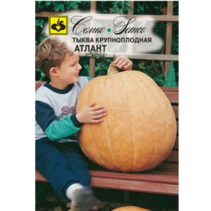 بذور القرع  Pumpkin Atlant