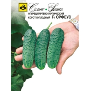 بذور الخيار - أورفيوس F1