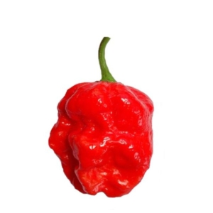 بذور فلفل Trinidad 7-Pot Red Giant