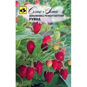 بذور الفراولة -رويانا- عضوية