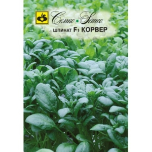 بذور سبانخ - كورفر - هجين F1