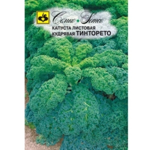 بذور الكيل الأخضر - تينتوريتو