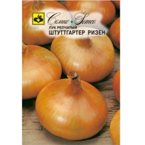 بذور البصل الذهبي - شتوتجارت ريسن