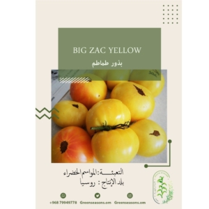 بذور الطماطم الأصفر- Big Zak Yellow