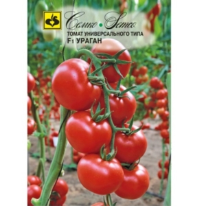 بذور الطماطم - إعصار F1