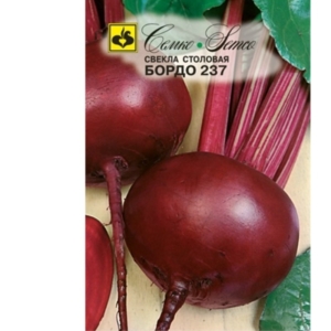 بذور الشمندر بوردو 237
