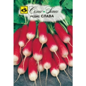 بذور الفجل الأحمر - مجد -