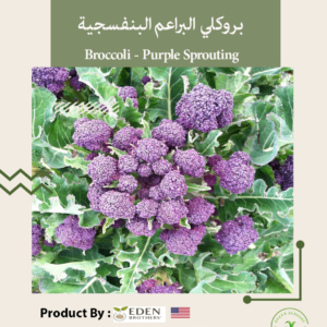 بروكلي البراعم البنفسجية