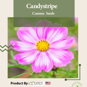 Candystripe