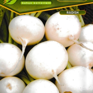 بذور الفجل الأبيض المدور - Turp Toros Beyazi