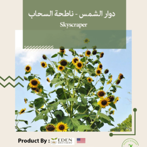 SKYSCRAPER - ناطحة السحاب