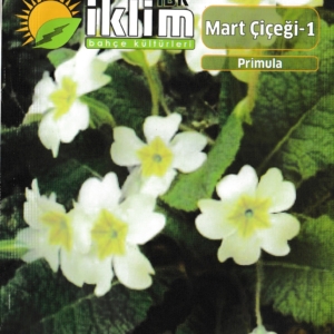 زهرة مارس بلوسوم - PRIMULA