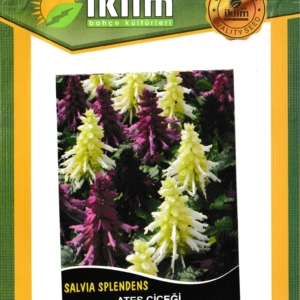 سالفيا - SALVIA Ateş Çiçeği