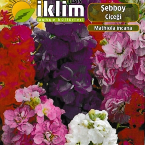 ماتيولا - MATHIOLA INCANA